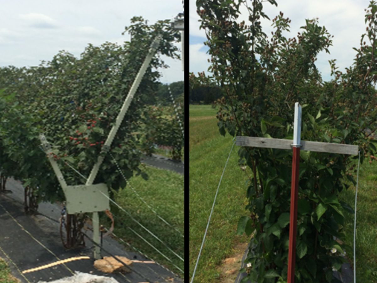 Cross arm and T-trellis types