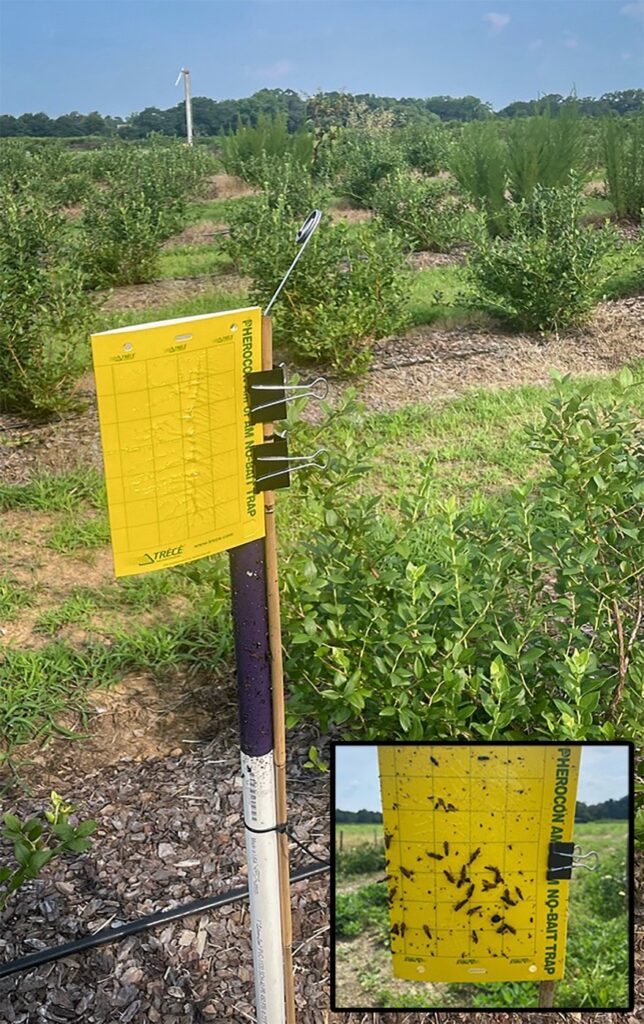Yellow sticky trap in blueberry field