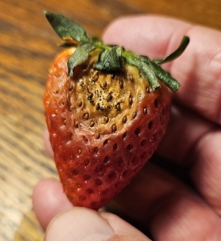 Neopestalotiopsis spp. infection on strawberry fruit