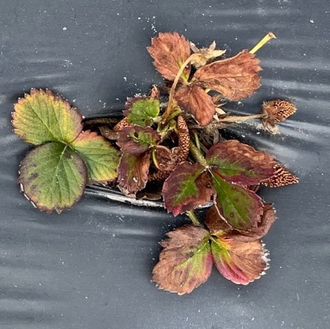Neopestalotiopsis spp. infection on strawberry plant