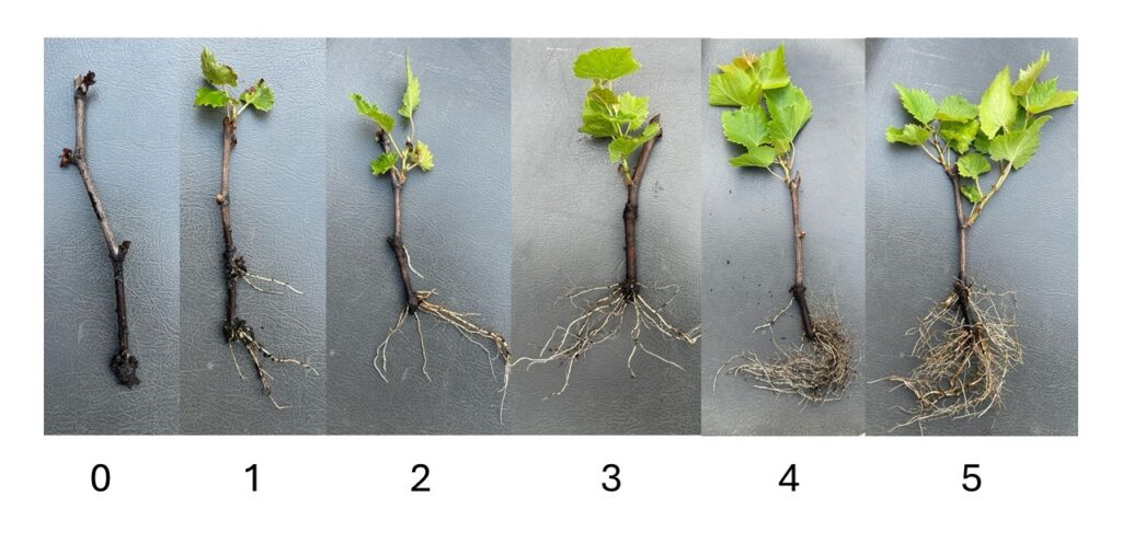 Root quality scale demonstrating no root to healthy, vigorous root system