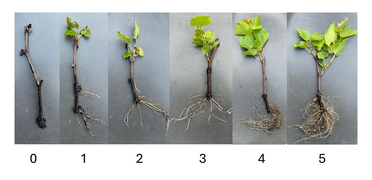 Root quality scale demonstrating no root to healthy, vigorous root system
