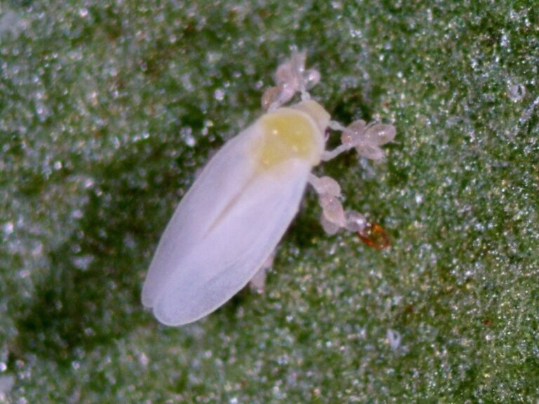 Small Raspberry Mites Predatory Mites for Mite Pest Management in Caneberries | Southern ...
