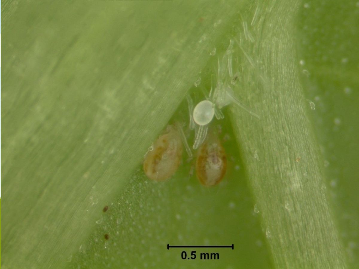 Small Raspberry Mites Predatory Mites for Mite Pest Management in Caneberries | Southern ...