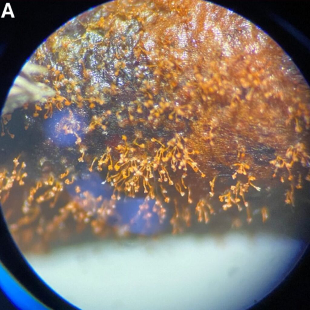 Close up of algal sporangiophores