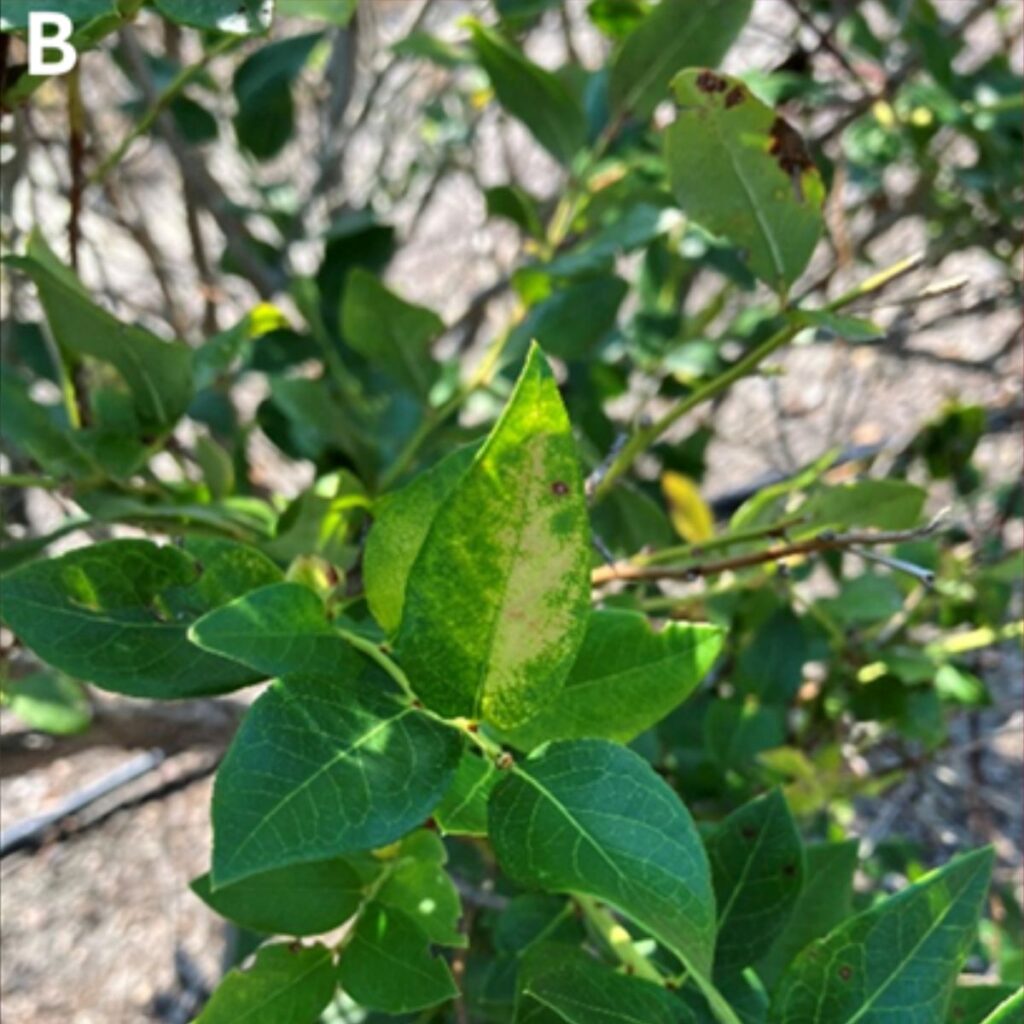 Blueberry leaves showing algal stem blotch