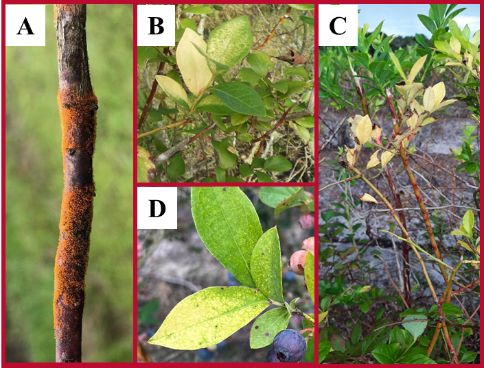 Blueberry stems and leaves showing damage from algal stem blotch