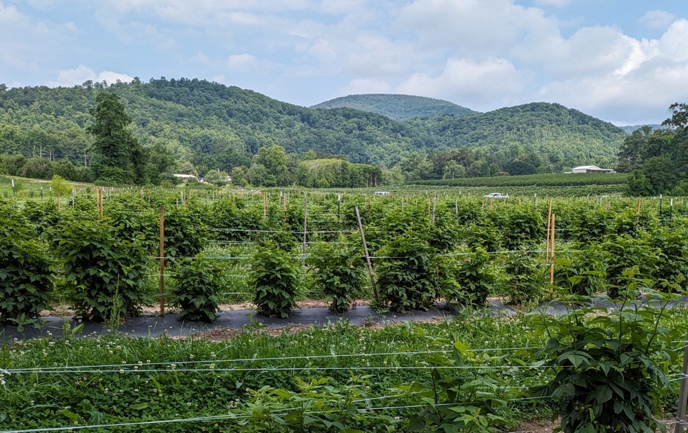 Raspberry plants on trellises
