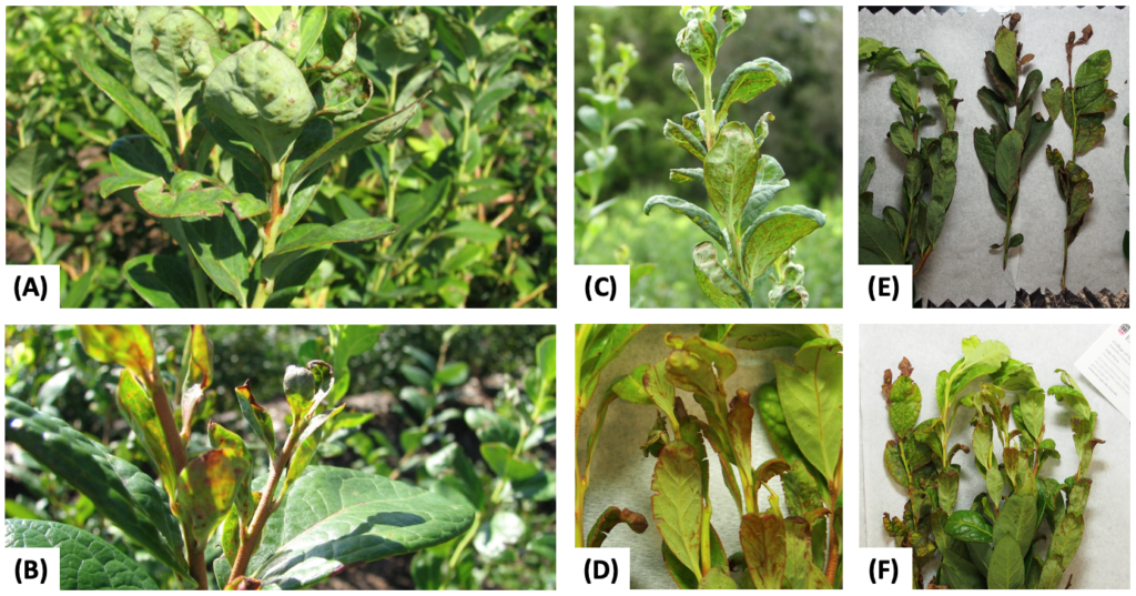 Plants showing damage caused by chilli thrips