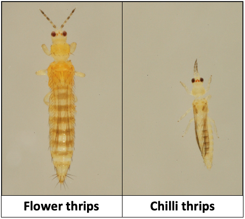 Flower thrip and Chilli thrip insects