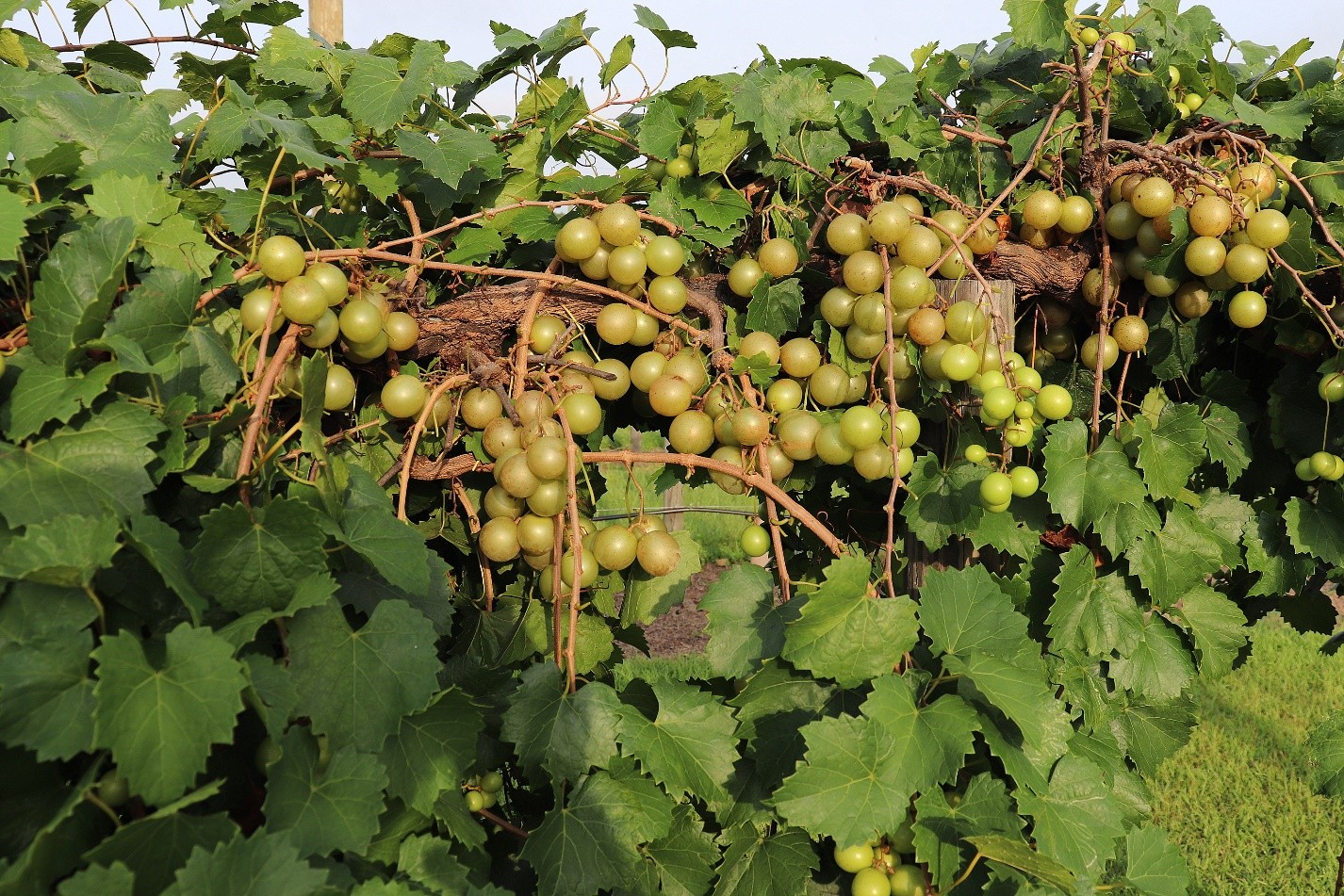 muscadine grapes on the vine