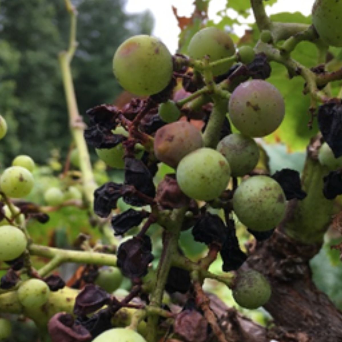 Wine grapes showing black rot