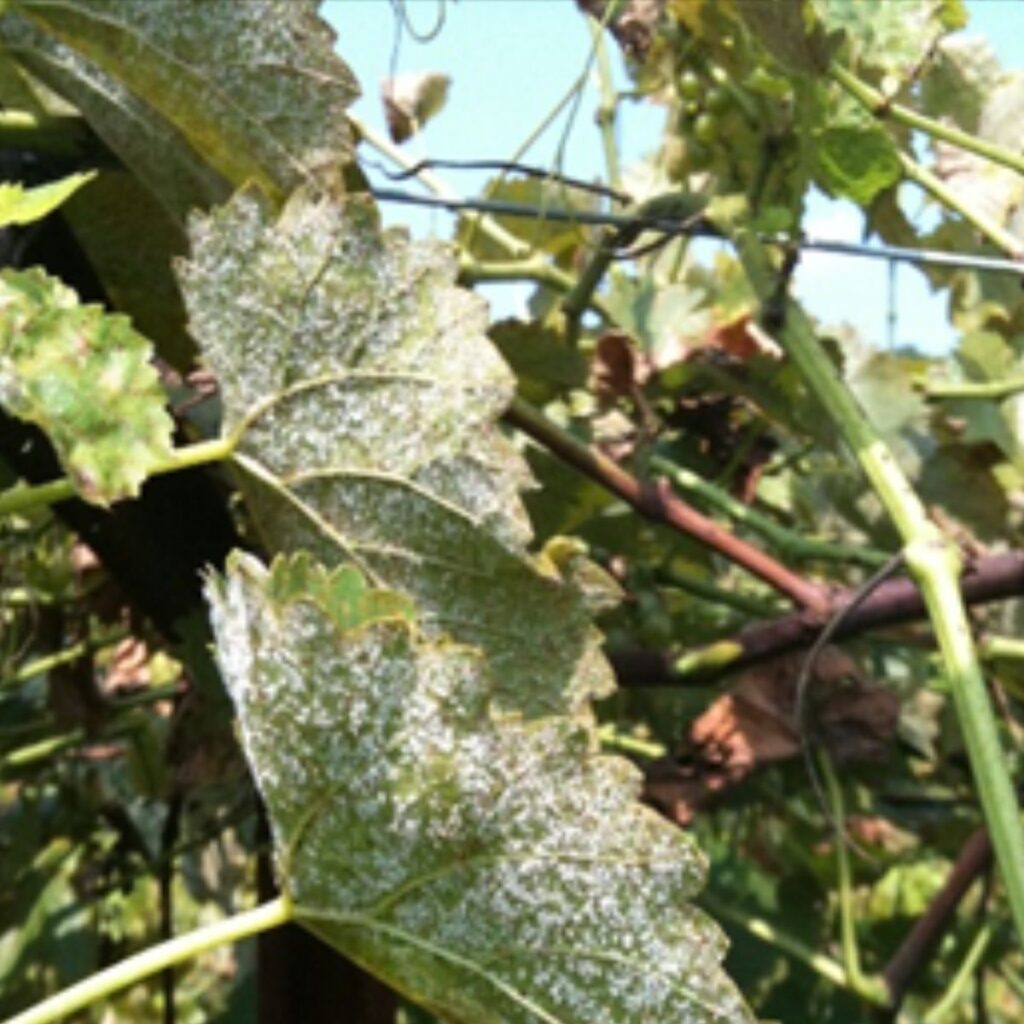 Wine grape leaves showing downy mildew