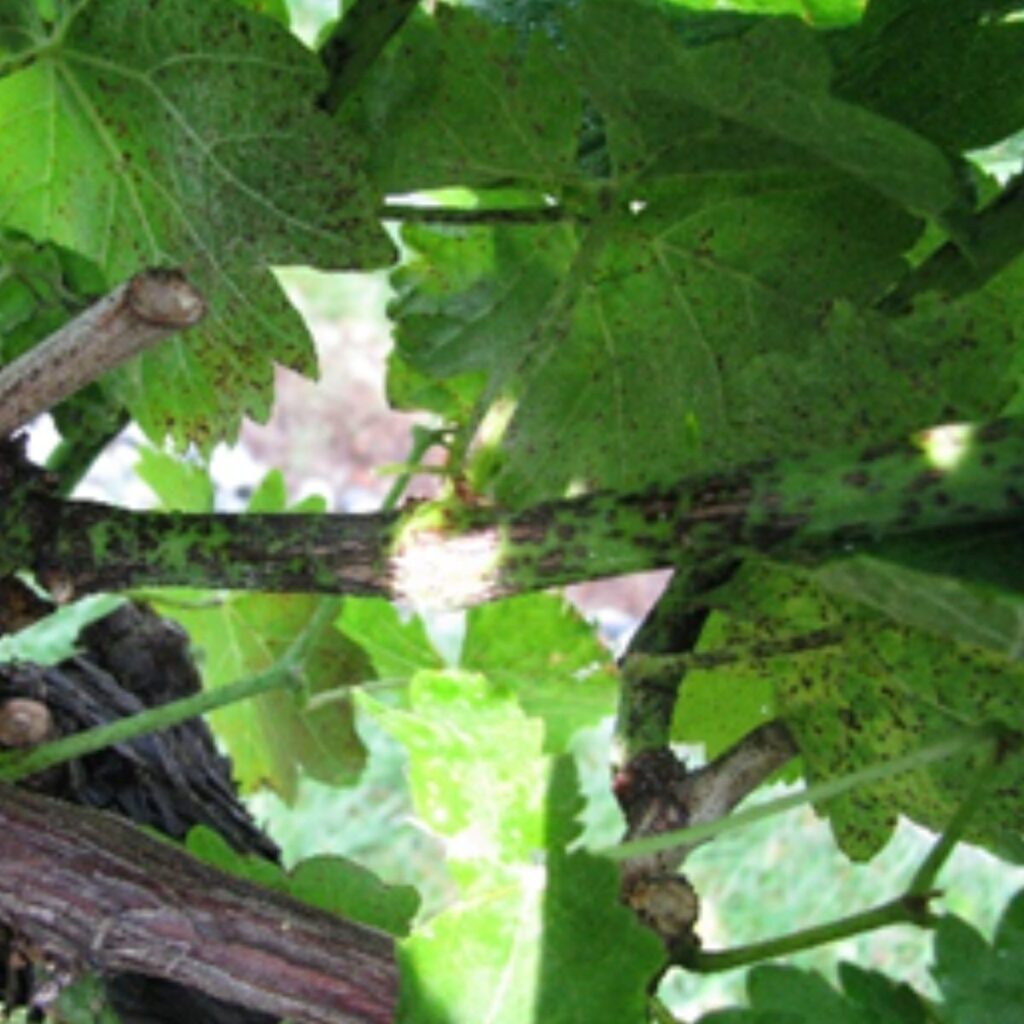 Wine grape leaves showing disease
