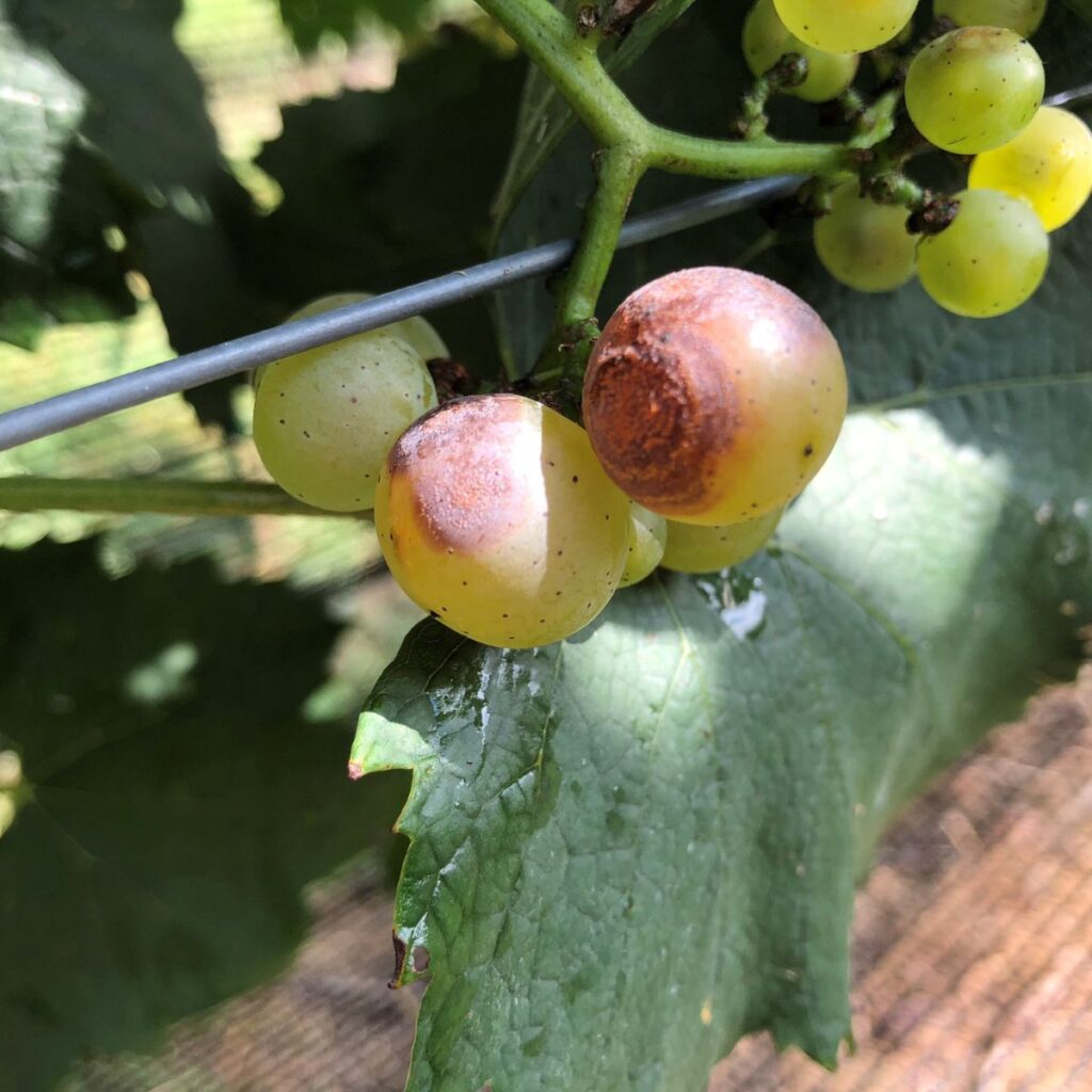 Wine grapes showing ripe rot