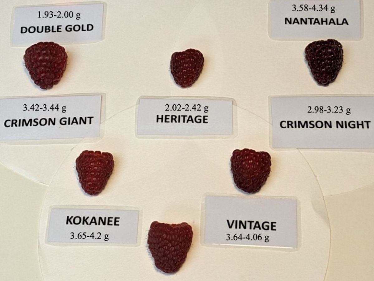 Comparison of raspberry weight and color
