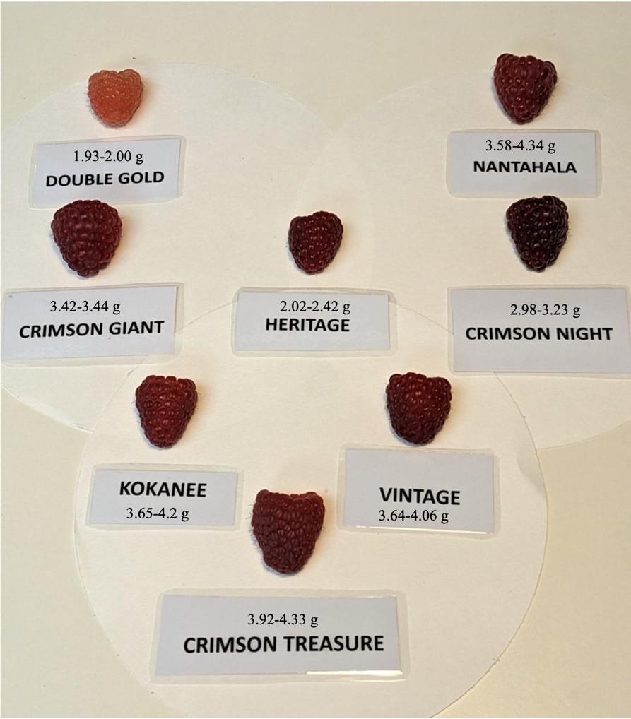 Comparison of raspberry color and size. See data table below for weight.