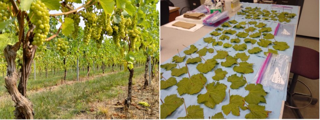 Side-by-side photos of a grape vineyard with fruiting vines and a laboratory table displaying collected grape leaves arranged for tissue analysis.