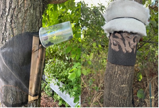 Two side-by-side photos of a circle trap and lampshade trap for monitoring spotted lanternfly adults and egg masses.