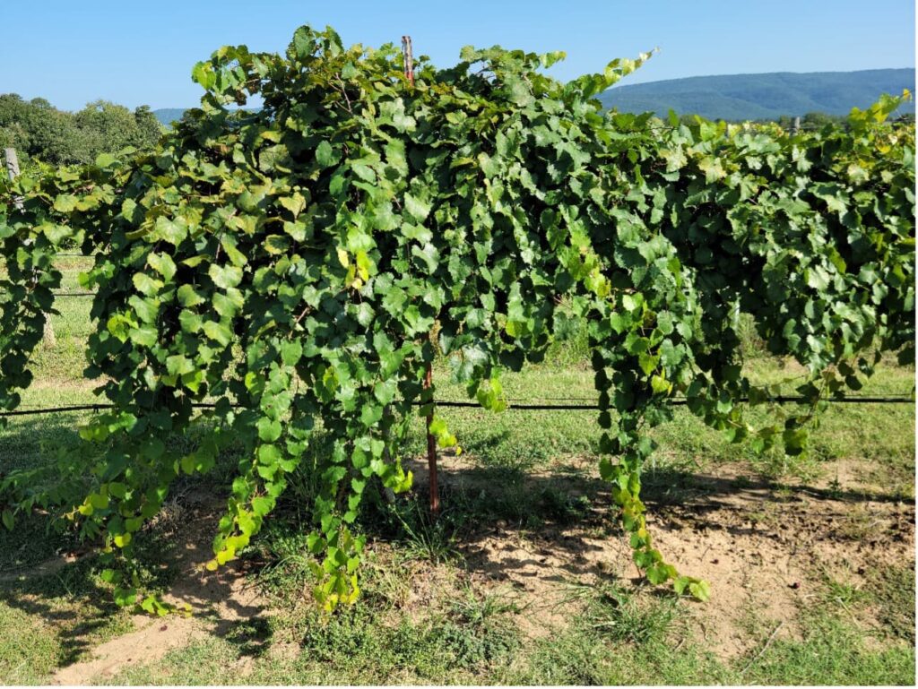 Eleven-year-old 'Altus' grapevine growing on a trellis in a vineyard.