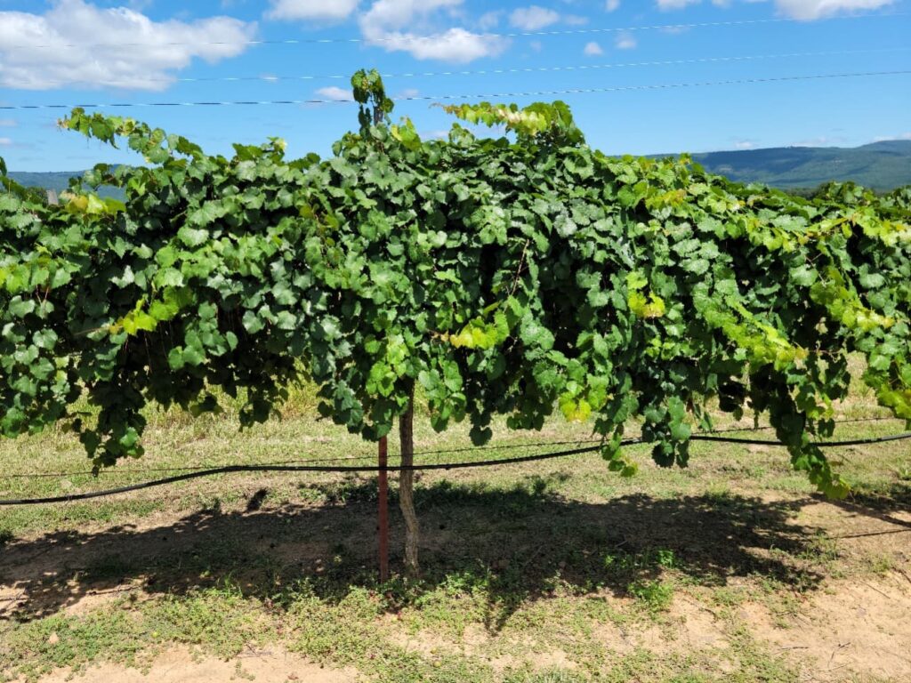 Eleven-year-old 'Mighty Fine' grapevine growing on a trellis in a vineyard.
