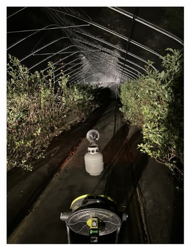 Interior of a blueberry high tunnel showing portable propane heaters and air-circulating fans used to protect plants from frost during freezing weather.