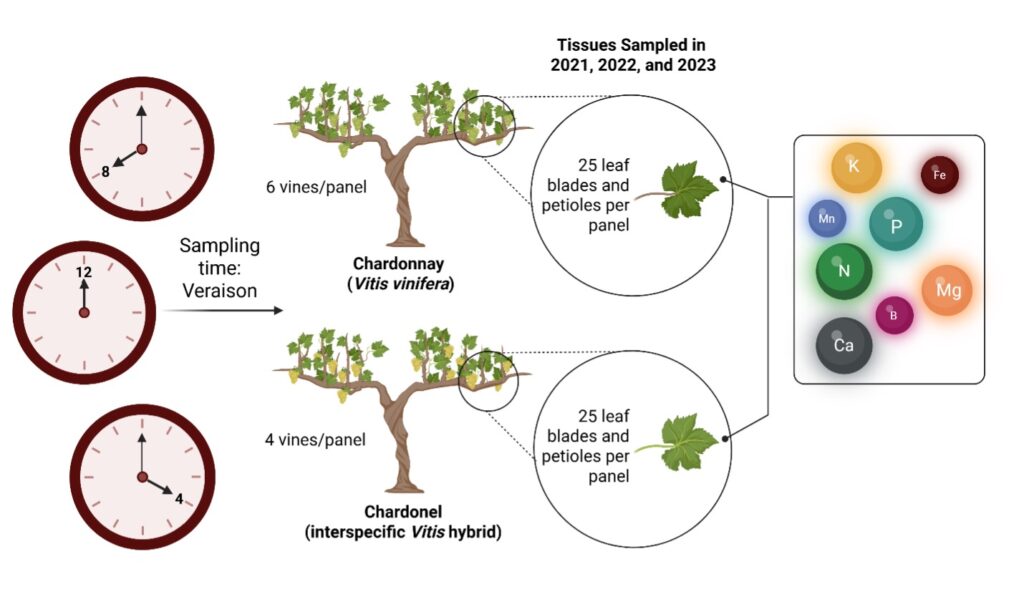 Diagram illustrating the experimental design for grape tissue sampling. Chardonnay and Chardonel vines were sampled at veraison in the morning, noon, and afternoon. Leaf blades and petioles were collected from multiple vines per panel and analyzed for nutrients including nitrogen, phosphorus, potassium, calcium, magnesium, boron, manganese, and iron.