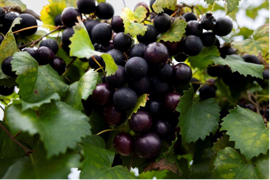 Close-up of ripening dark purple grape clusters on a 'Mighty Fine' grapevine.