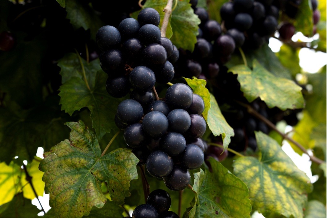 Close-up of ripening dark purple grape clusters on an 'Altus' grapevine.