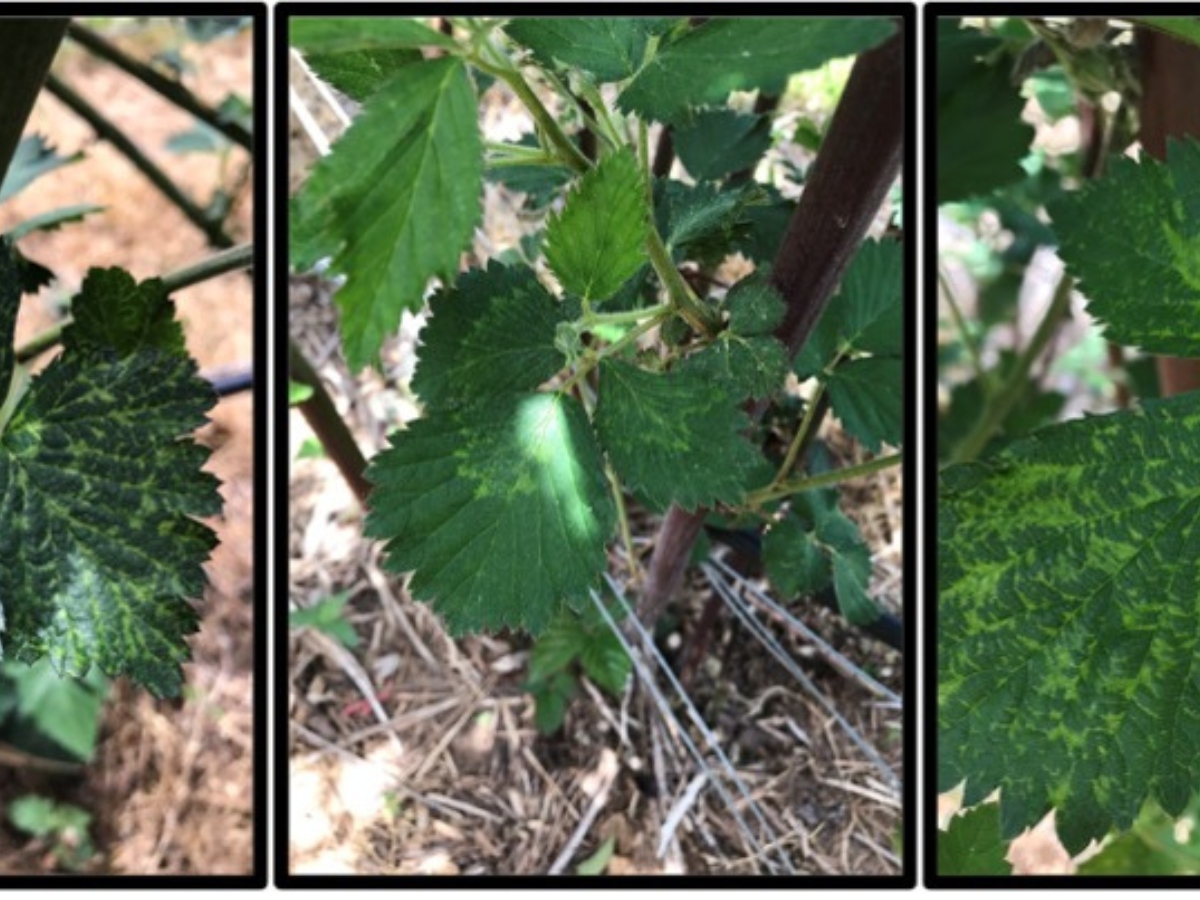 Five photos showing virus symptoms on blackberry leaves, including yellow mottling, vein chlorosis, and mosaic patterns on foliage.