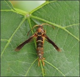 Adult male grape root borer moth resting on a grape leaf, showing its reddish-brown body and clear wings that resemble a paper wasp.