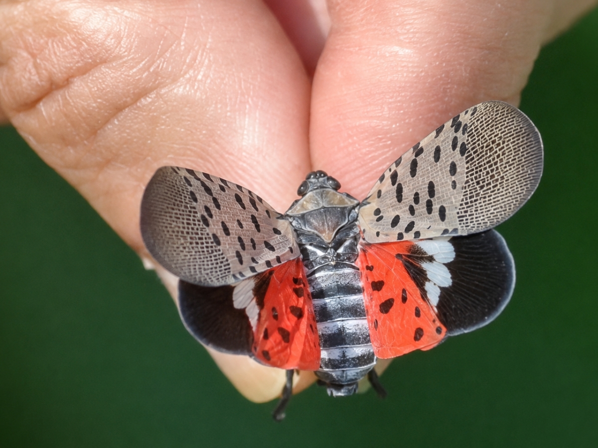 A closeup photo of someone holding an adult spotted lanternfly