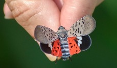 A closeup photo of someone holding an adult spotted lanternfly