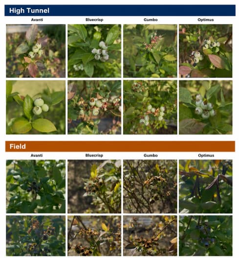 Side-by-side photographs of blueberry cultivars Avanti, Bluecrisp, Gumbo, and Optimus grown in high tunnel and open-field environments. Plants grown in the high tunnel show more advanced fruit development and ripening compared to those grown in the field.