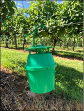 Bucket trap with pheromone lure used to monitor adult male grape root borer activity in vineyards.