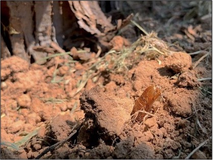Empty grape root borer pupal case protruding from soil near the base of a grapevine, indicating recent adult emergence.