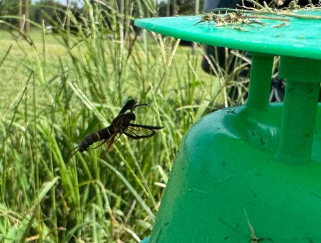 Adult grape root borer moth flying beside a vineyard monitoring trap.