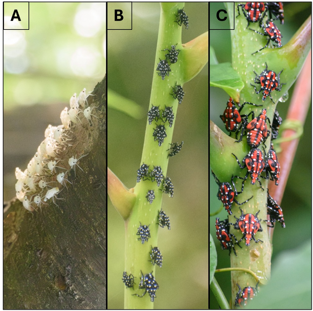Three side-by-side photos of newly emerged spotted lanternfly hatchlings.