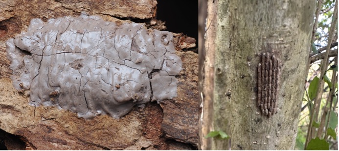 Two side-by-de photos of newly deposited and weathered spotted lanternfly egg masses.