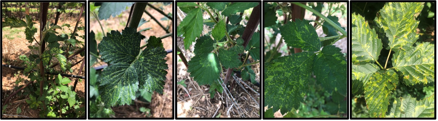 Five photos showing virus symptoms on blackberry leaves, including yellow mottling, vein chlorosis, and mosaic patterns on foliage.