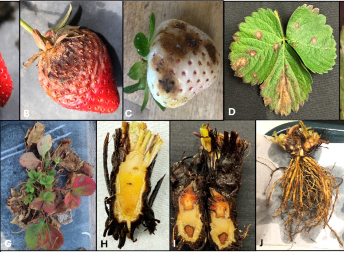 Symptoms of Neopestalotiopsis on strawberries